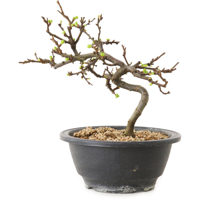 Chaenomeles speciosa à fleurs blanches, 16 cm, ± 12 ans