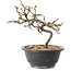 Chaenomeles speciosa met witte bloemen, 16 cm, ± 12 jaar oud