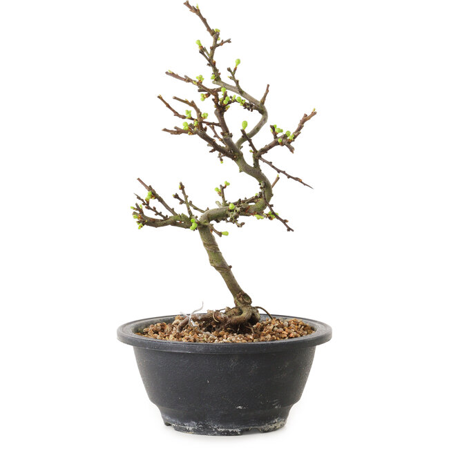 Chaenomeles speciosa met witte bloemen, 16 cm, ± 12 jaar oud