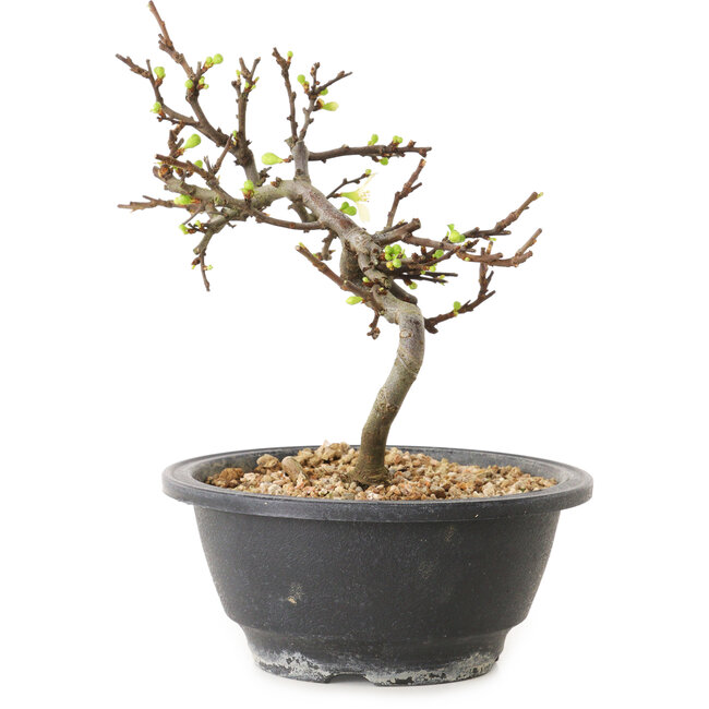 Chaenomeles speciosa with white flowers, 16 cm, ± 12 years old