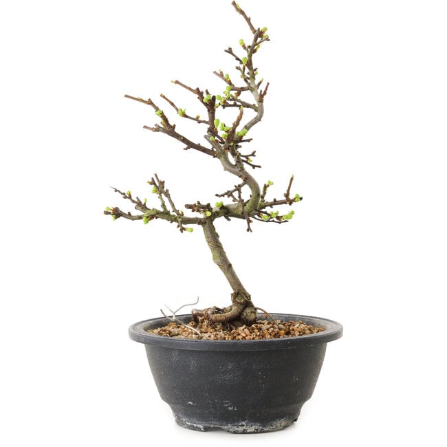 Chaenomeles speciosa con fiori bianchi, 16 cm, ± 12 anni di età