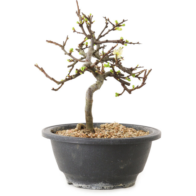 Chaenomeles speciosa con fiori bianchi, 16 cm, ± 12 anni di età