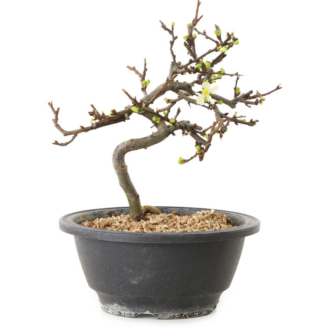 Chaenomeles speciosa met witte bloemen, 16 cm, ± 12 jaar oud