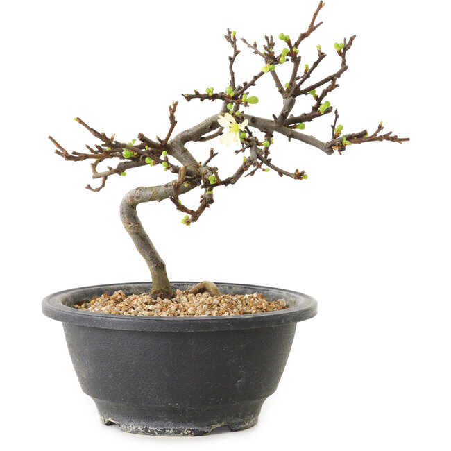 Chaenomeles speciosa met witte bloemen, 16 cm, ± 12 jaar oud