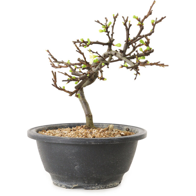 Chaenomeles speciosa with white flowers, 16 cm, ± 12 years old