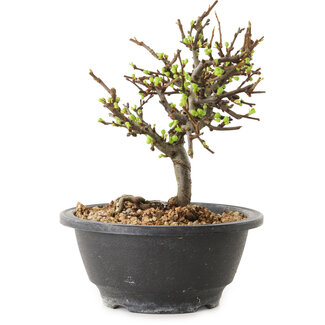 Chaenomeles speciosa met witte bloemen, 16 cm, ± 12 jaar oud