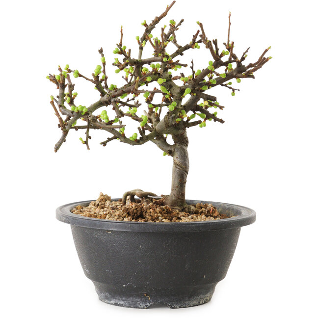 Chaenomeles speciosa mit weißen Blüten, 16 cm, ± 12 Jahre alt