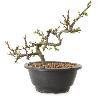 Chaenomeles speciosa mit weißen Blüten, 16 cm, ± 12 Jahre alt