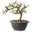 Chaenomeles speciosa met witte bloemen, 16 cm, ± 12 jaar oud