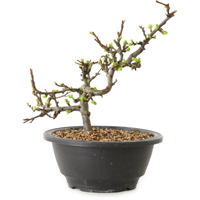 Chaenomeles speciosa met witte bloemen, 16 cm, ± 12 jaar oud