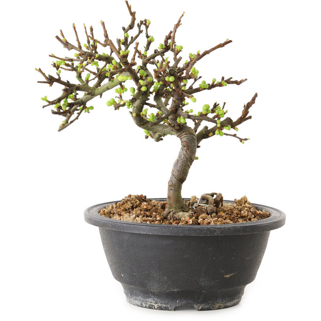 Chaenomeles speciosa met witte bloemen, 16 cm, ± 12 jaar oud