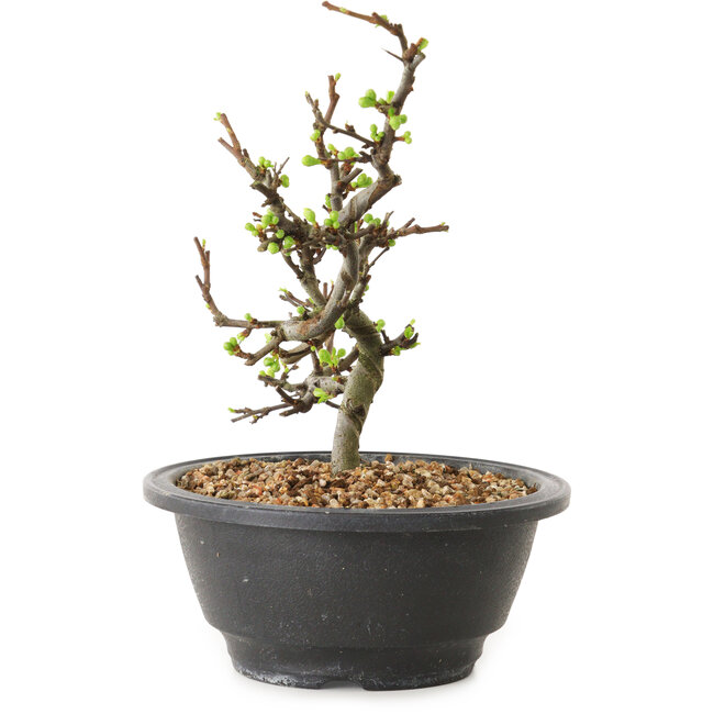 Chaenomeles speciosa con flores blancas, 16 cm, ± 12 años de edad.