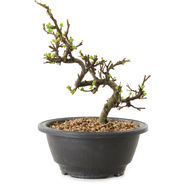 Chaenomeles speciosa con fiori bianchi, 16 cm, ± 12 anni di età