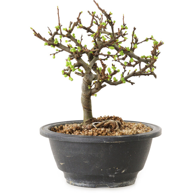 Chaenomeles speciosa à fleurs blanches, 16 cm, ± 12 ans