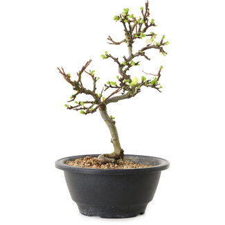 Chaenomeles speciosa mit weißen Blüten, 16 cm, ± 12 Jahre alt