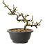 Chaenomeles speciosa mit weißen Blüten, 16 cm, ± 12 Jahre alt