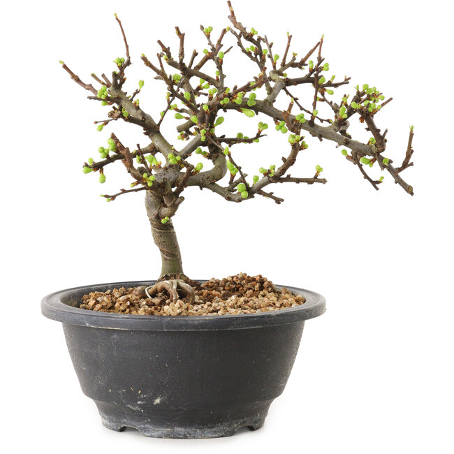 Chaenomeles speciosa with white flowers, 16 cm, ± 12 years old