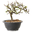 Chaenomeles speciosa met witte bloemen, 16 cm, ± 12 jaar oud