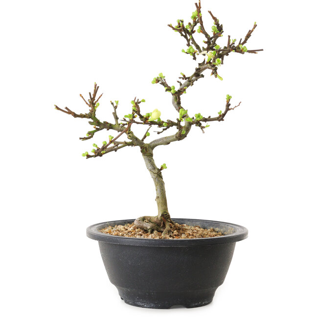 Chaenomeles speciosa à fleurs blanches, 16 cm, ± 12 ans