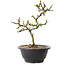 Chaenomeles speciosa mit weißen Blüten, 16 cm, ± 12 Jahre alt