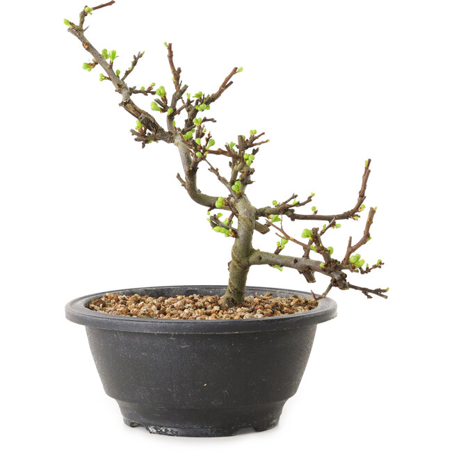 Chaenomeles speciosa with white flowers, 16 cm, ± 12 years old