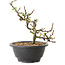 Chaenomeles speciosa mit weißen Blüten, 16 cm, ± 12 Jahre alt
