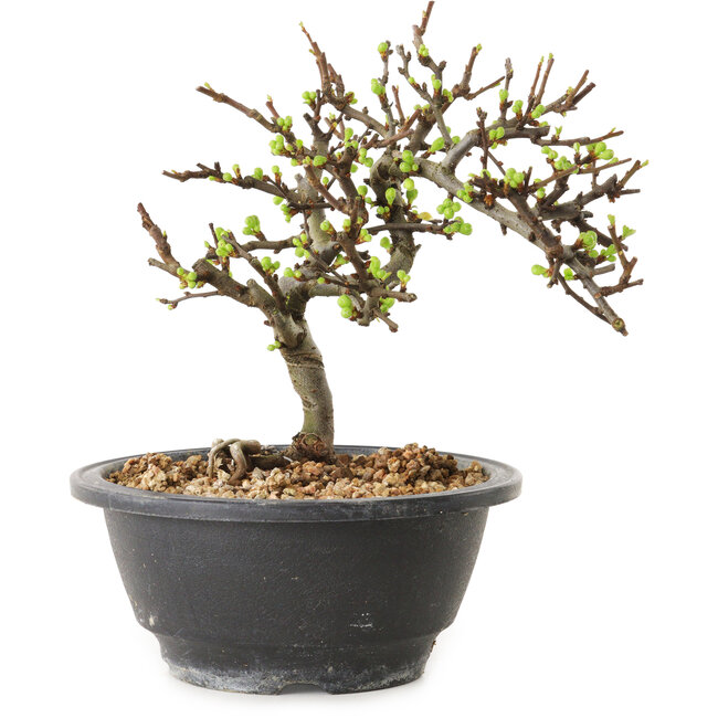 Chaenomeles speciosa with white flowers, 16 cm, ± 12 years old