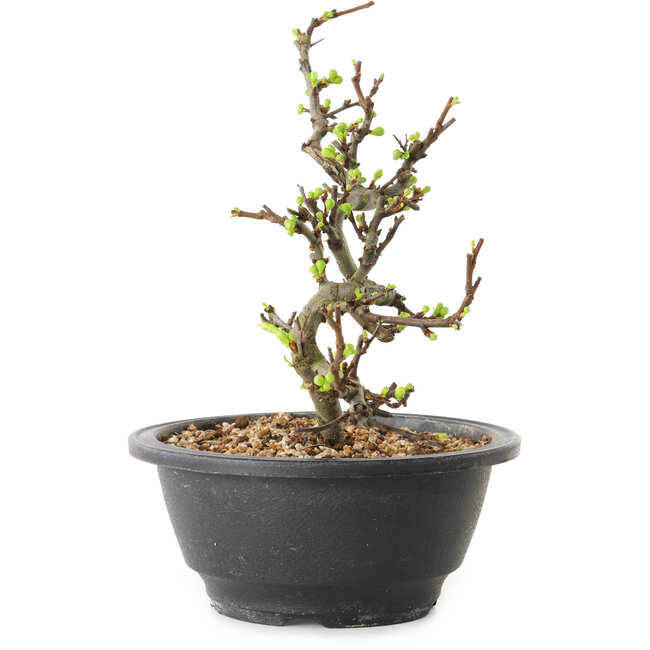Chaenomeles speciosa met witte bloemen, 16 cm, ± 12 jaar oud