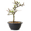 Chaenomeles speciosa met witte bloemen, 16 cm, ± 12 jaar oud