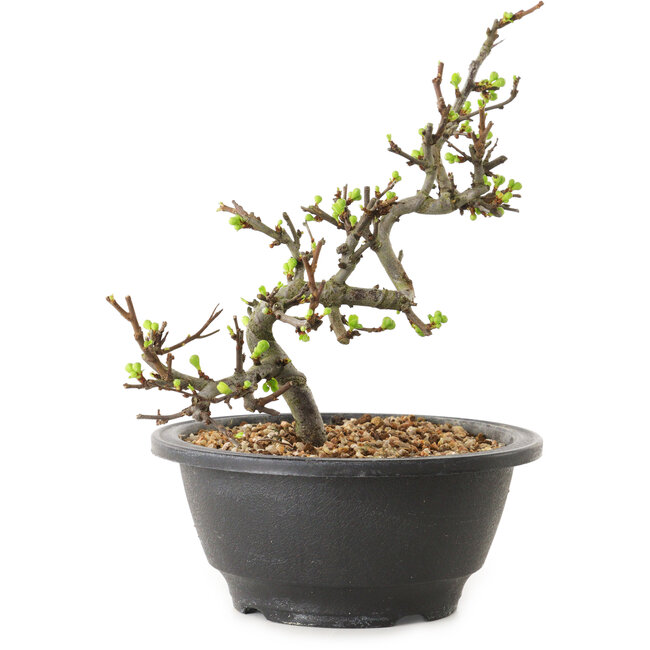 Chaenomeles speciosa with white flowers, 16 cm, ± 12 years old