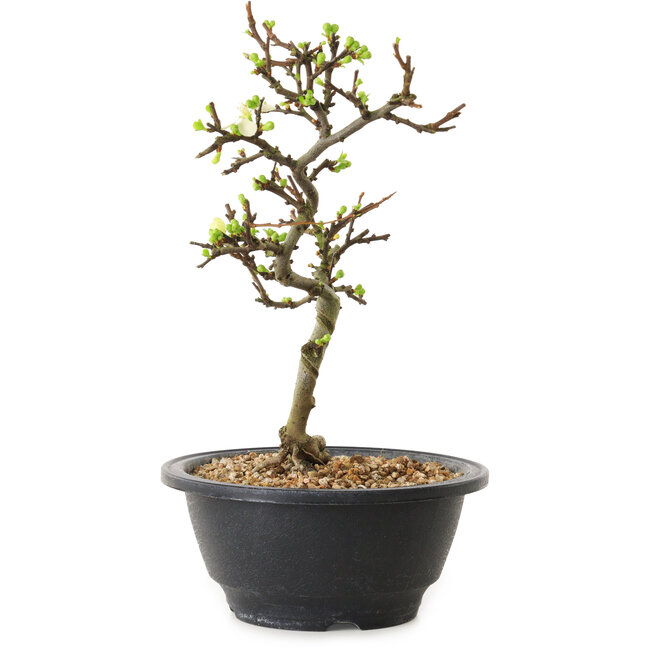 Chaenomeles speciosa met witte bloemen, 16 cm, ± 12 jaar oud