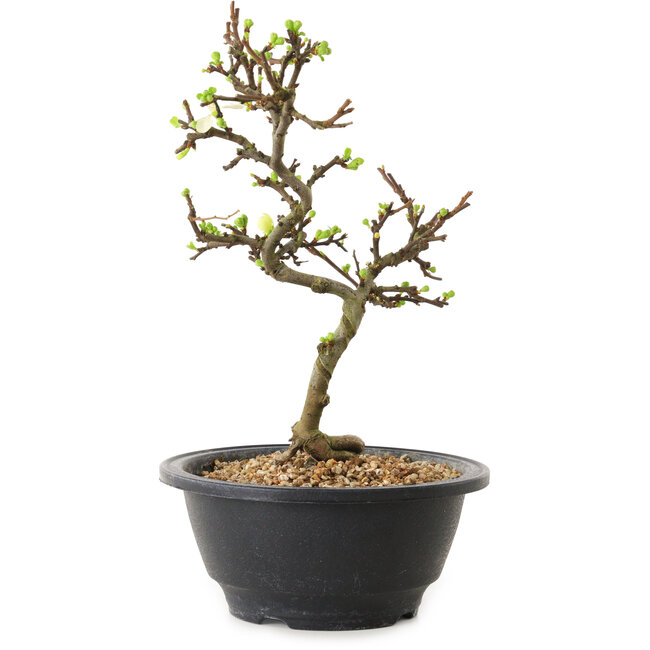 Chaenomeles speciosa mit weißen Blüten, 16 cm, ± 12 Jahre alt