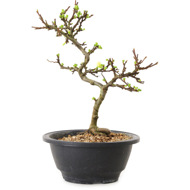 Chaenomeles speciosa con flores blancas, 16 cm, ± 12 años de edad.