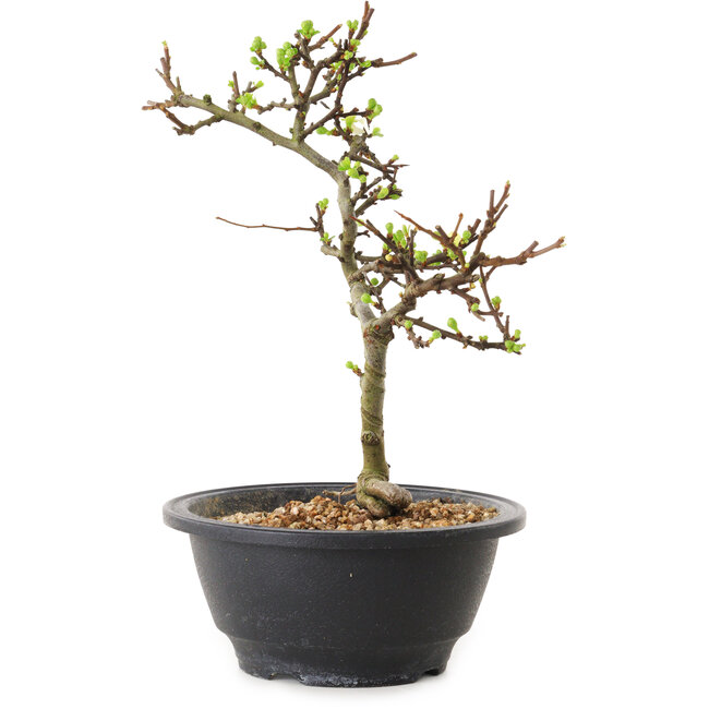 Chaenomeles speciosa con flores blancas, 16 cm, ± 12 años de edad.