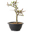 Chaenomeles speciosa mit weißen Blüten, 16 cm, ± 12 Jahre alt