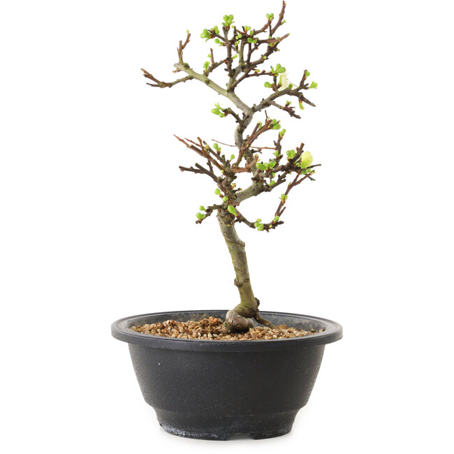 Chaenomeles speciosa with white flowers, 16 cm, ± 12 years old