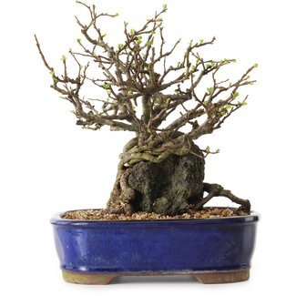 Chaenomeles speciosa, 26 cm, ± 25 Jahre alt