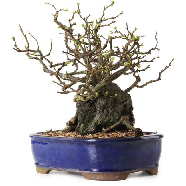 Chaenomeles speciosa, 26 cm, ± 25 anni