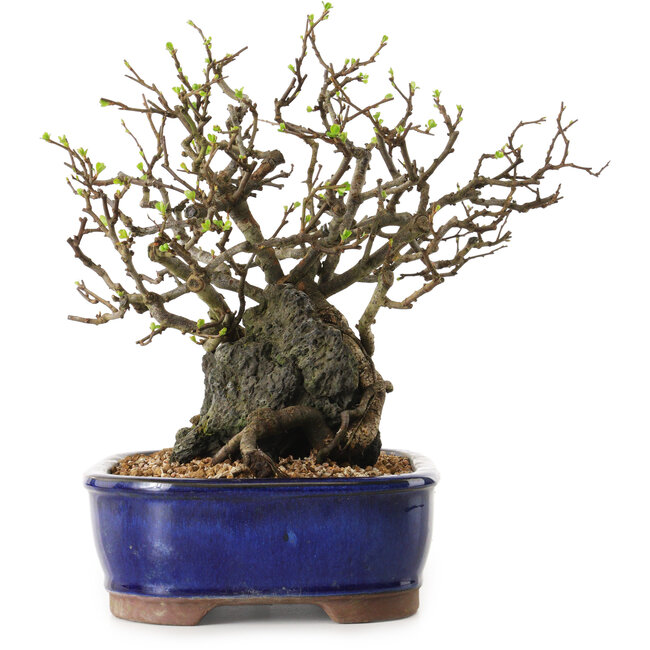 Chaenomeles speciosa, 26 cm, ± 25 Jahre alt