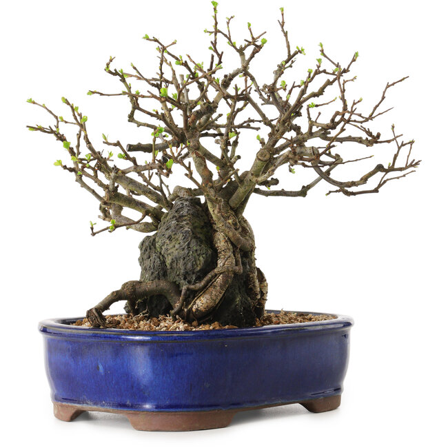 Chaenomeles speciosa, 26 cm, ± 25 ans