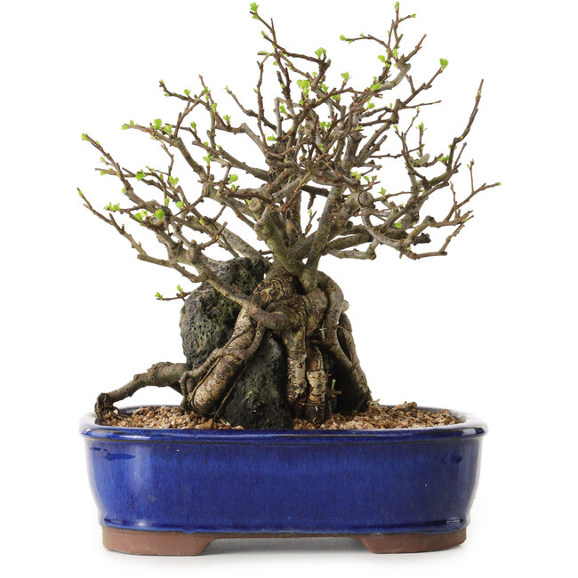 Chaenomeles speciosa, 26 cm, ± 25 Jahre alt