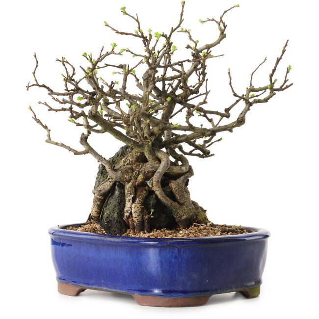 Chaenomeles speciosa, 26 cm, ± 25 jaar oud