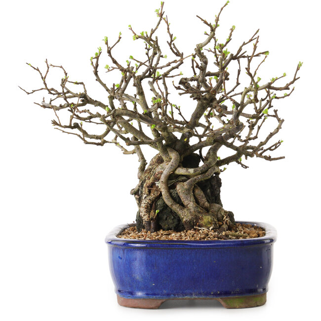 Chaenomeles speciosa, 26 cm, ± 25 anni