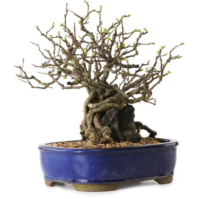 Chaenomeles speciosa, 26 cm, ± 25 ans