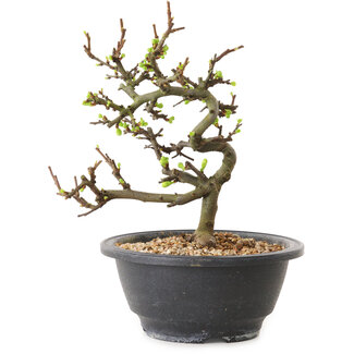 Chaenomeles speciosa with white flowers, 16 cm, ± 12 years old