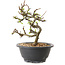 Chaenomeles speciosa met witte bloemen, 16 cm, ± 12 jaar oud