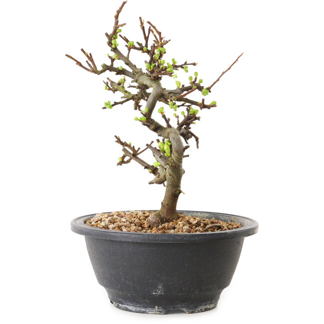 Chaenomeles speciosa con fiori bianchi, 16 cm, ± 12 anni di età