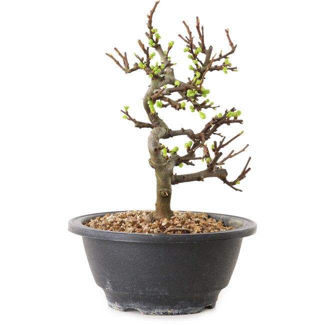 Chaenomeles speciosa met witte bloemen, 16 cm, ± 12 jaar oud