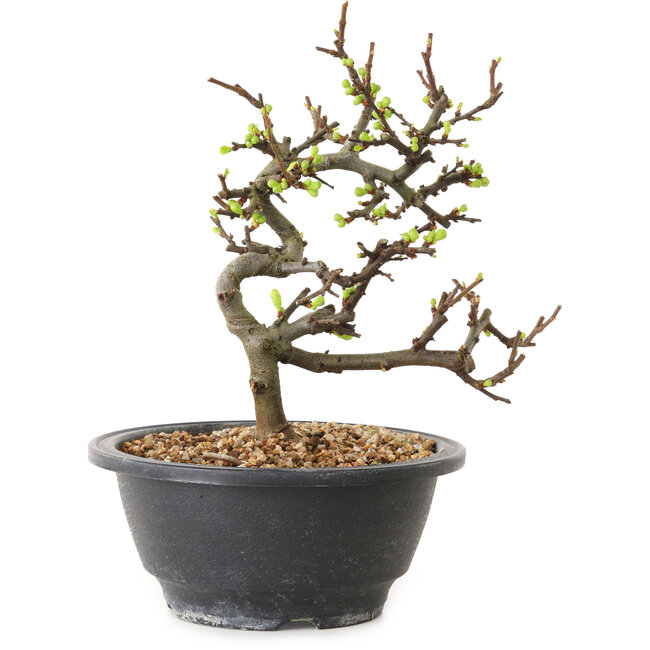 Chaenomeles speciosa with white flowers, 16 cm, ± 12 years old