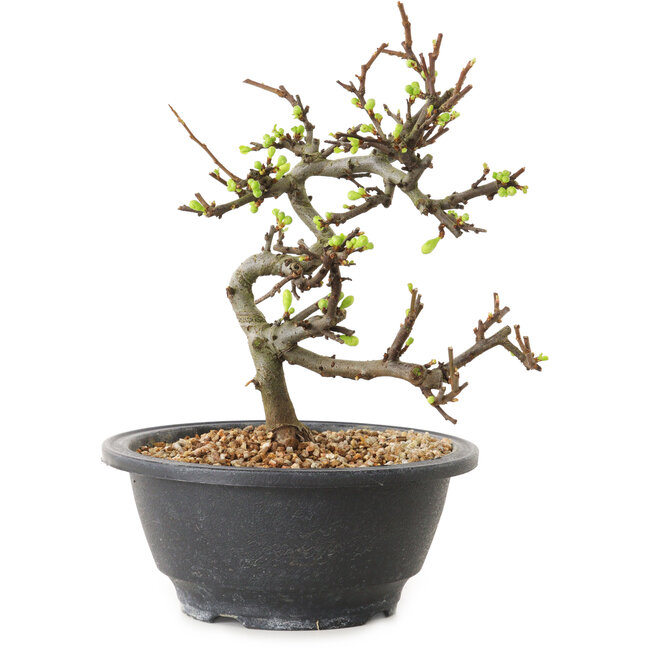 Chaenomeles speciosa met witte bloemen, 16 cm, ± 12 jaar oud